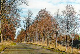  Allee mit Herbstbäume an der Straße in Dallgow Döberitz