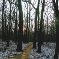 Schleichweg durch den Wald