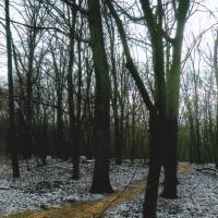 Schleichweg durch den Wald