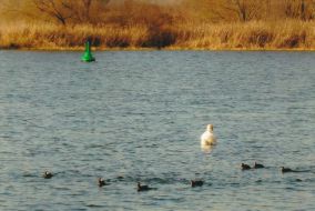Havelbewohner in Ketzin: Hier schwimmt ein Schwan und einige Blessrallen in Ketzin auf dem Wasser der Havel. 