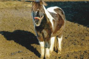 Ein Przewalski-Pferd mit zotteligem Fell und braun-weiß gescheckt blickt uns gutmütig an.
