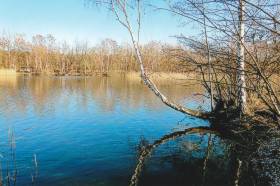 Falkensee - eine Birke spiegelt sich im Wasser
